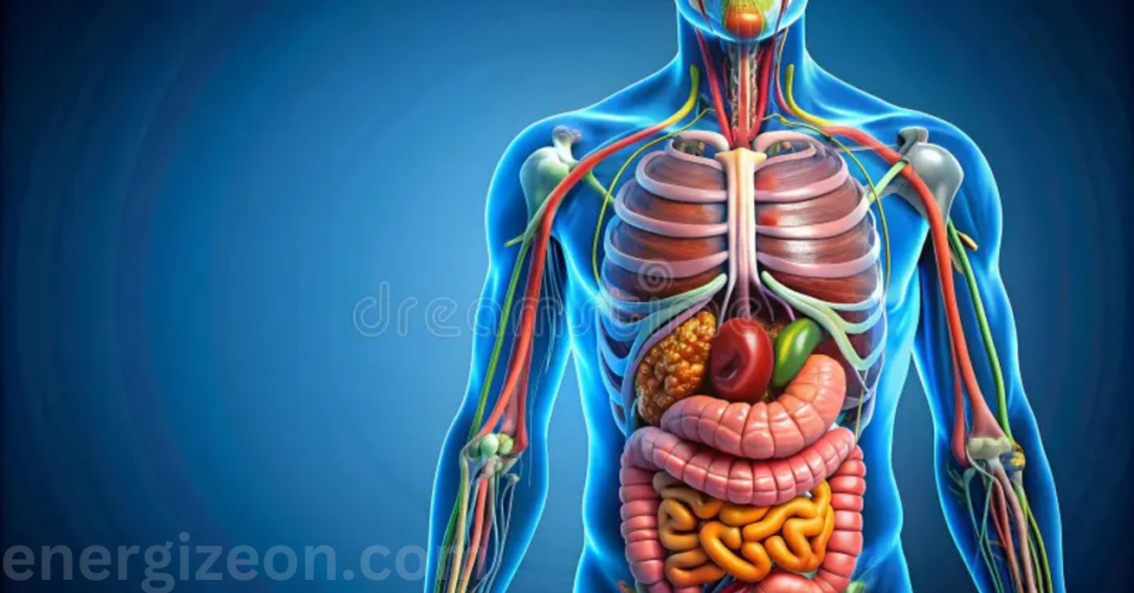 Digestive Health